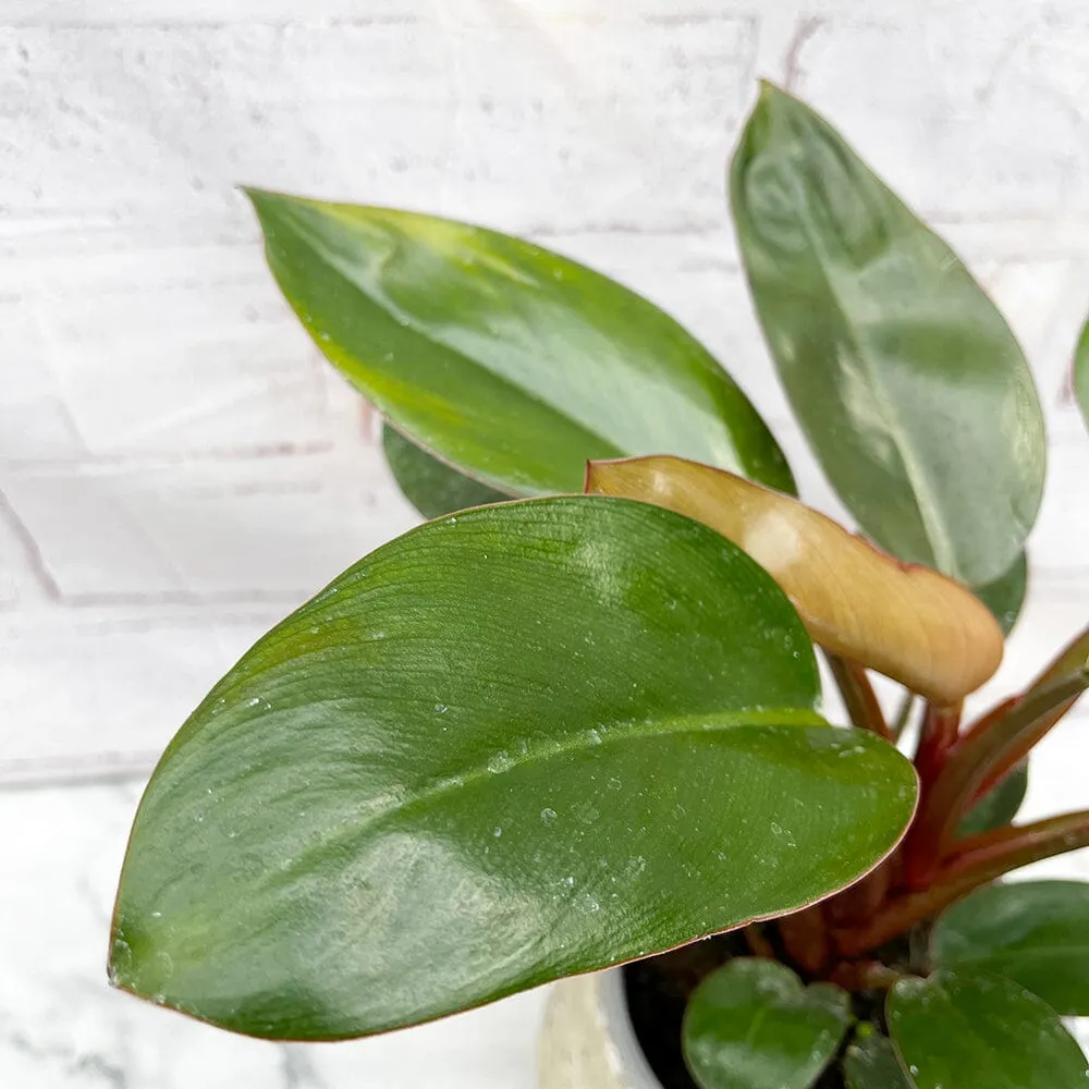 15 - 25cm Philodendron Rojo Congo House Plant 12cm Pot