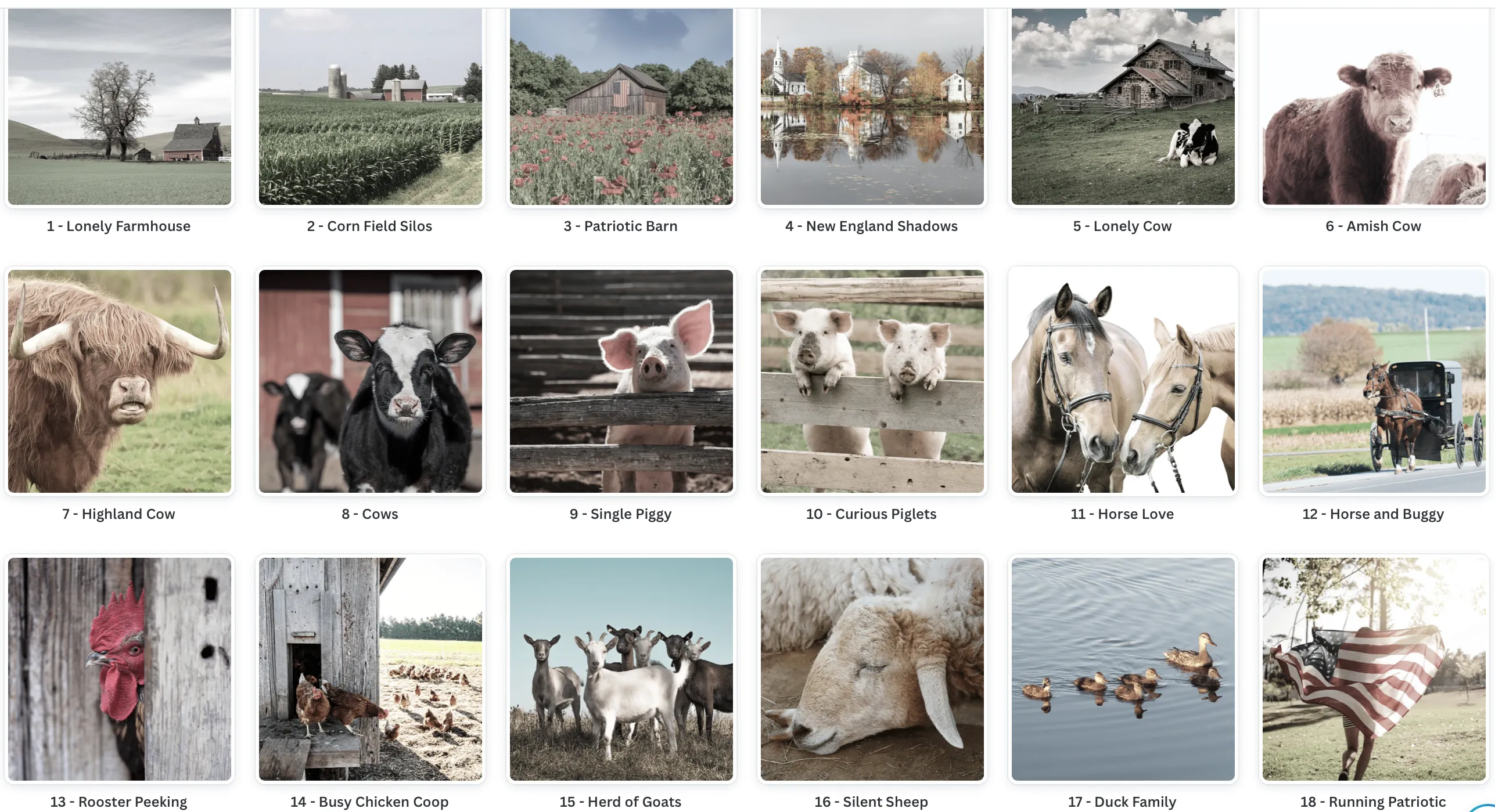 Amish Cow