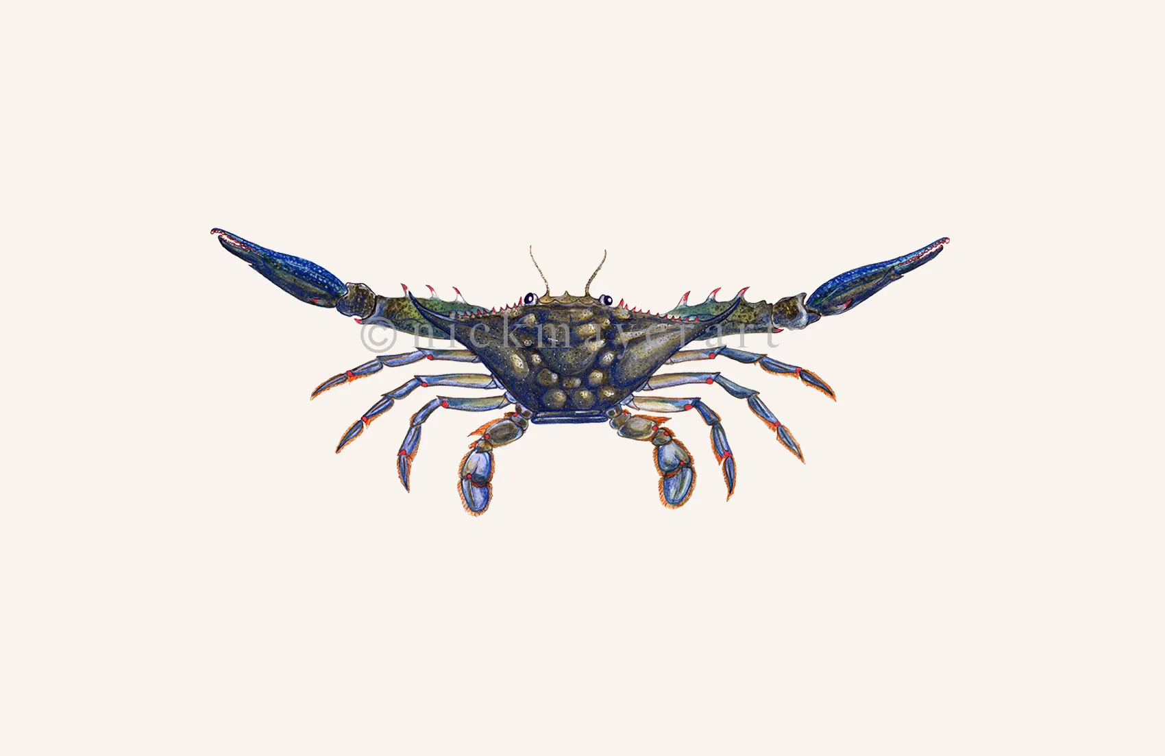 Blue Crab Claws Out Print