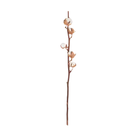 Cotton Stem