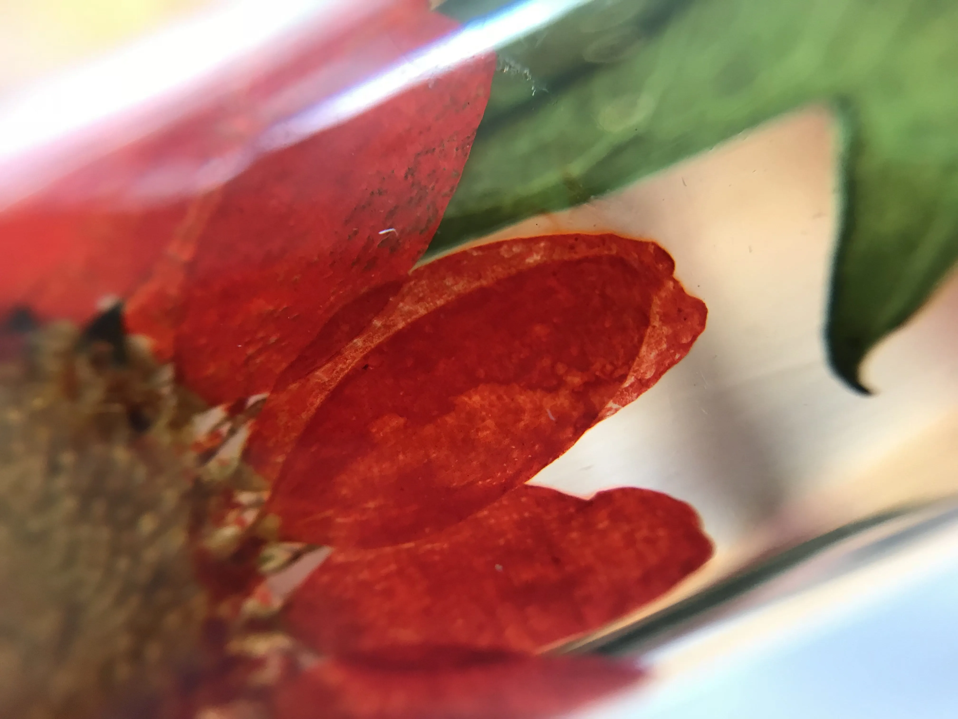Wild Island Botanist Cuff